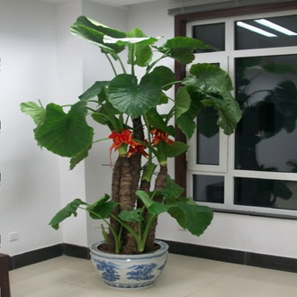 【成都植物租擺】滴水觀音